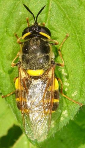 Stratiomys potamida